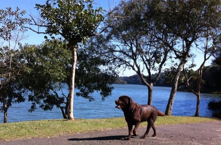 Leia mais sobre o artigo Como cuidar de um Labrador