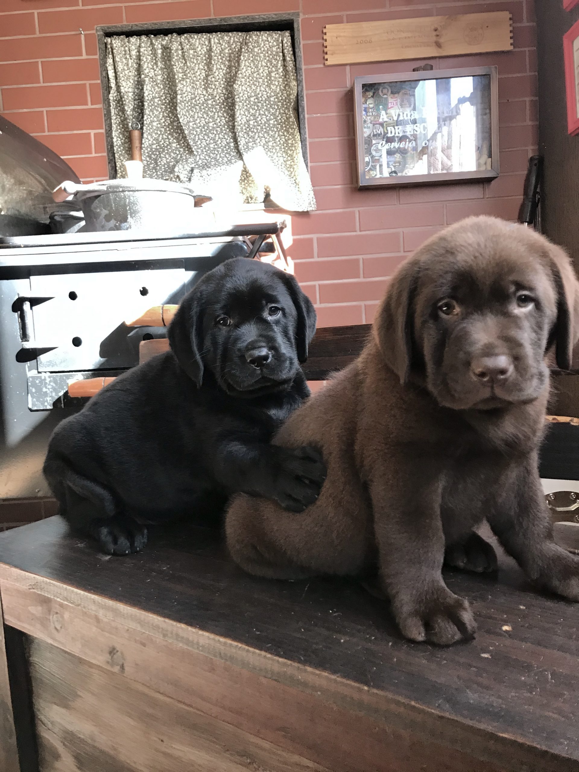 BEBES – Canil Labrador